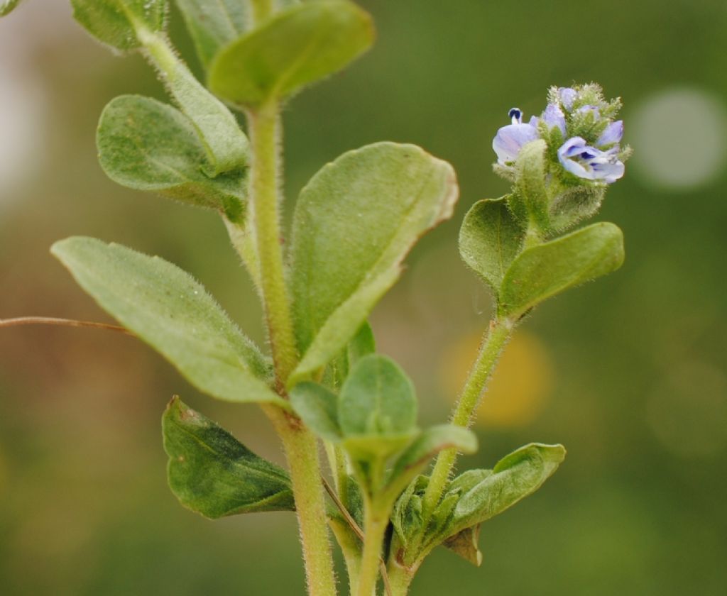 Veronica?  V. serpyllifolia